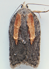 Acleris youngana