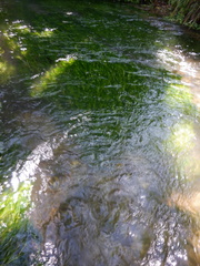 Ranunculus penicillatus