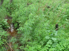 Artemisia selengensis