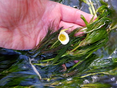 Ranunculus penicillatus