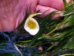 Ranunculus penicillatus