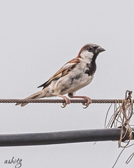 Passer domesticus