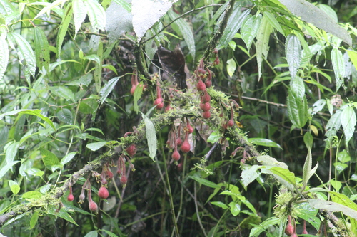 Siparuna aspera (Siparuna aspera)