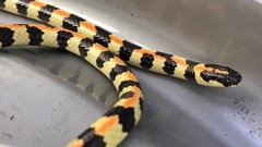 Homoroselaps lacteus