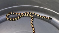 Homoroselaps lacteus