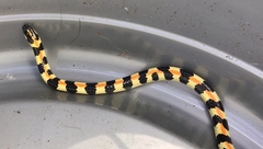 Homoroselaps lacteus