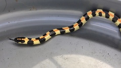 Homoroselaps lacteus