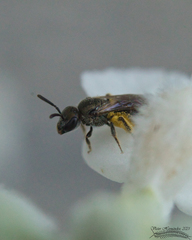 Lasioglossum