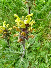 Pedicularis schizocalyx