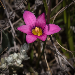 Romulea camerooniana