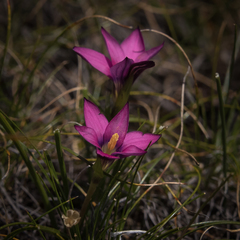 Romulea camerooniana
