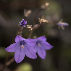 Wahlenbergia krebsii