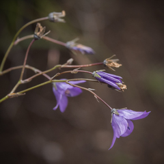 Wahlenbergia krebsii