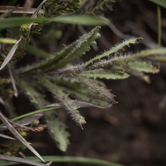 Wahlenbergia krebsii