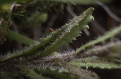 Wahlenbergia krebsii