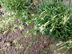 Silene saxatilis
