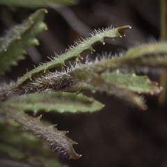 Wahlenbergia krebsii