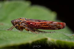 Graphocephala edwardsii