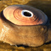 Keyhole Limpets - Photo (c) Robin Gwen Agarwal, some rights reserved (CC BY-NC), uploaded by Robin Gwen Agarwal