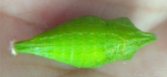 Protographium epidaus fenochionis