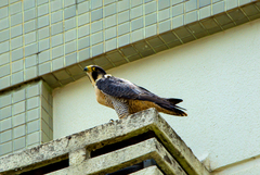 Falco peregrinus