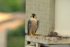 Falco peregrinus