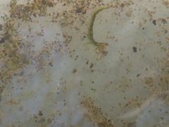 Rhyacophiloidea
