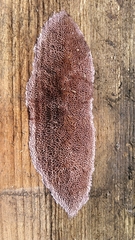 Fibroporia