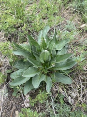 Cynoglossum divaricatum