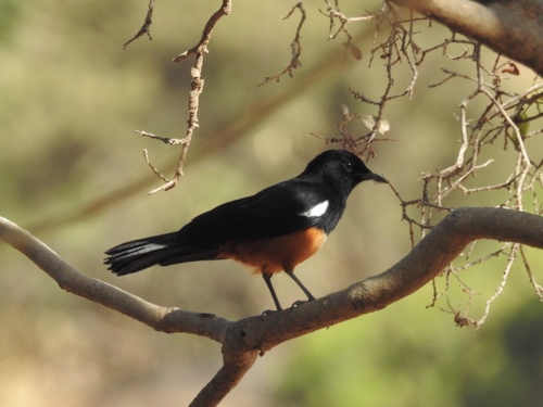 Thamnolaea cinnamomeiventris