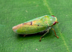 Krisnini