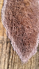 Fibroporia