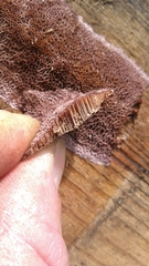 Fibroporia