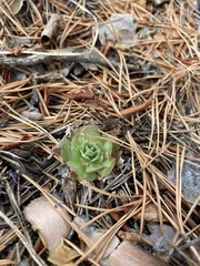 Orostachys malacophylla