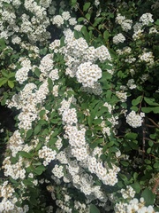 Spiraea × vanhouttei