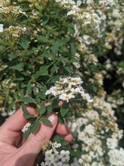 Spiraea × vanhouttei