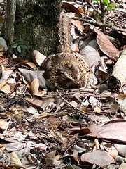 Siphonorhis brewsteri