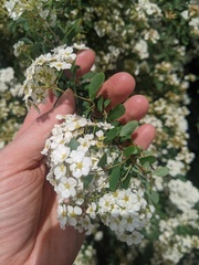Spiraea × vanhouttei