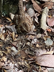 Siphonorhis brewsteri