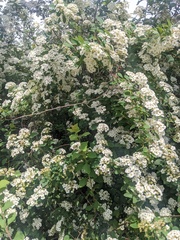 Spiraea × vanhouttei