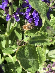 Apis mellifera