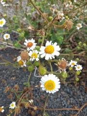 Amauria rotundifolia