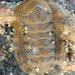 Lepidozona pectinulata - Photo (c) Robin Gwen Agarwal,  זכויות יוצרים חלקיות (CC BY-NC), הועלה על ידי Robin Gwen Agarwal