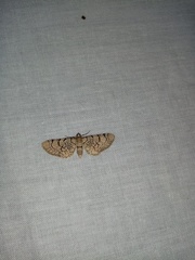 Eupithecia venosata