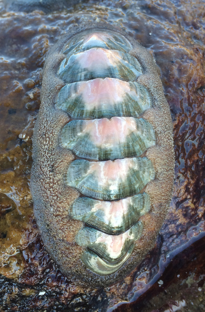 Stenoplax
