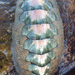 Conspicuous Chiton - Photo (c) Robin Gwen Agarwal, some rights reserved (CC BY-NC)
