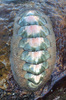Conspicuous Chiton - Photo (c) Robin Gwen Agarwal, some rights reserved (CC BY-NC), uploaded by Robin Gwen Agarwal