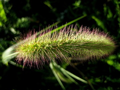 Setaria viridis major