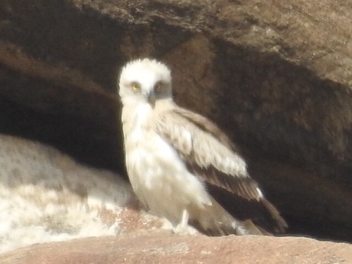 Short-toed Snake-Eagle