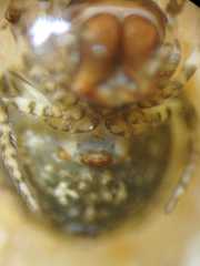 Chorizopesoides wulingensis